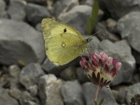 Colias alfacariensis 7, Zuidelijke luzernevlinder, Saxifraga-Marijke Verhagen